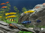 Красивый аквариум с рыбками